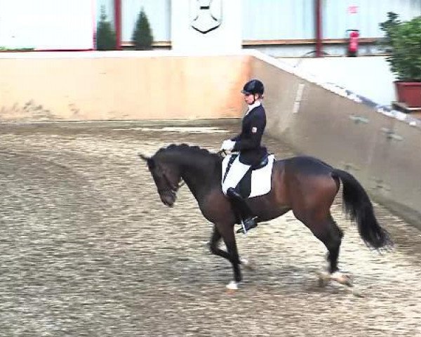 stallion High Hopes 4 (Trakehner, 2009, from Krokant)