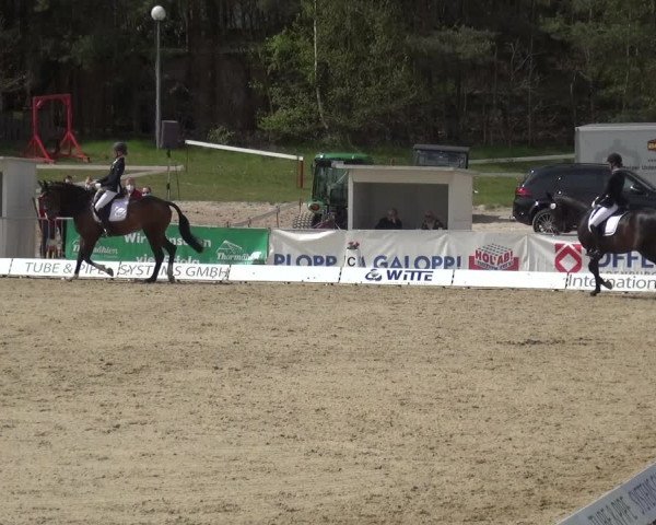 Reitturnier Rastede-Nethen 2021
