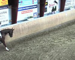 dressage horse Beltina 2 (Westphalian, 2008, from Beltoni)
