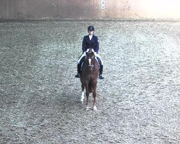 dressage horse Siebter Sinn (Hanoverian, 2009, from Sir Donnerhall I)