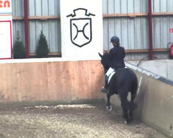 Dressurpferd Delino 4 (Hannoveraner, 2008, von Dancier)