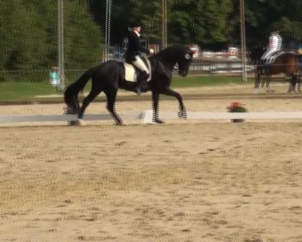 dressage horse Rosenstolz 85 (Oldenburg, 2006, from Royal Dance)