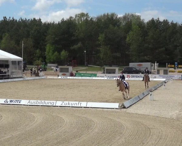 Reitturnier Rastede-Nethen 2021