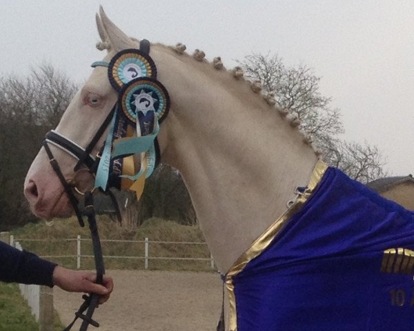 stallion Kvolsbaeks Amazing Aqua (Palomino, 2010, from Magic Memphis)