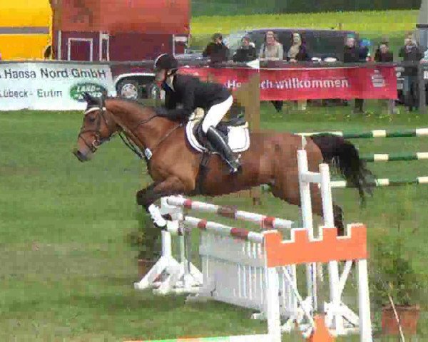 jumper Missouri 55 (Trakehner, 1997, from Veritas AA)