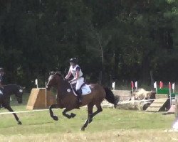 dressage horse Lennard N (Holsteiner, 2005, from Leonce)