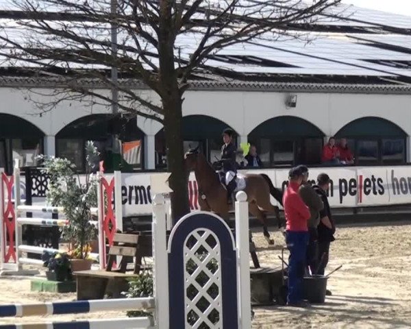 jumper Beckham 18 (Swedish Warmblood, 2009, from Berlin)