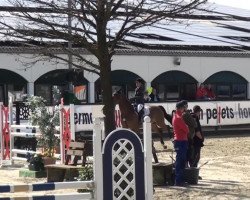 jumper Beckham 18 (Swedish Warmblood, 2009, from Berlin)