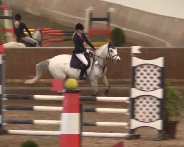 jumper Wiro 8 (Westphalian, 1999, from Weinzauber)