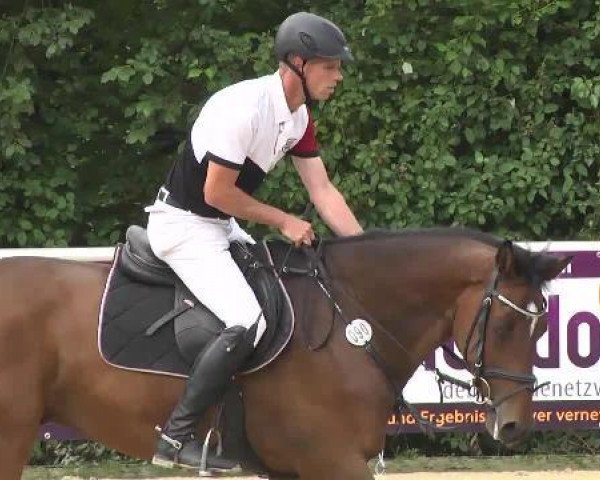 jumper Cassedy N (Holsteiner, 2005, from Casado)