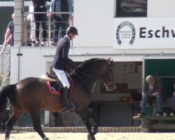 jumper Arlington (Westphalian, 2009, from Arpeggio)