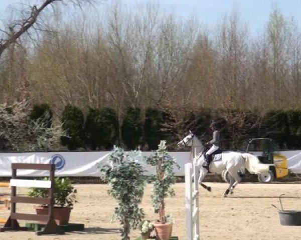 Springpferd Diamond 114 (KWPN (Niederländisches Warmblut), 2008, von Balourado)