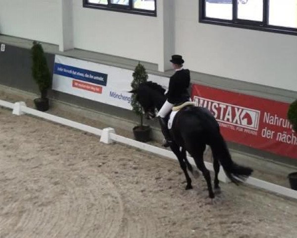 dressage horse Dunhill 82 (Westphalian, 2002, from Dollmann)
