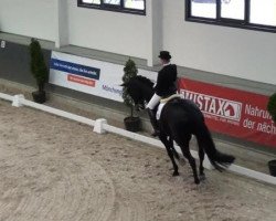 Cavallo da Dressage Dunhill 82 (Westfale, 2002, di Dollmann)