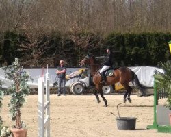 broodmare Amerikan (Italian Warmblood, 2008, from Quick Star)