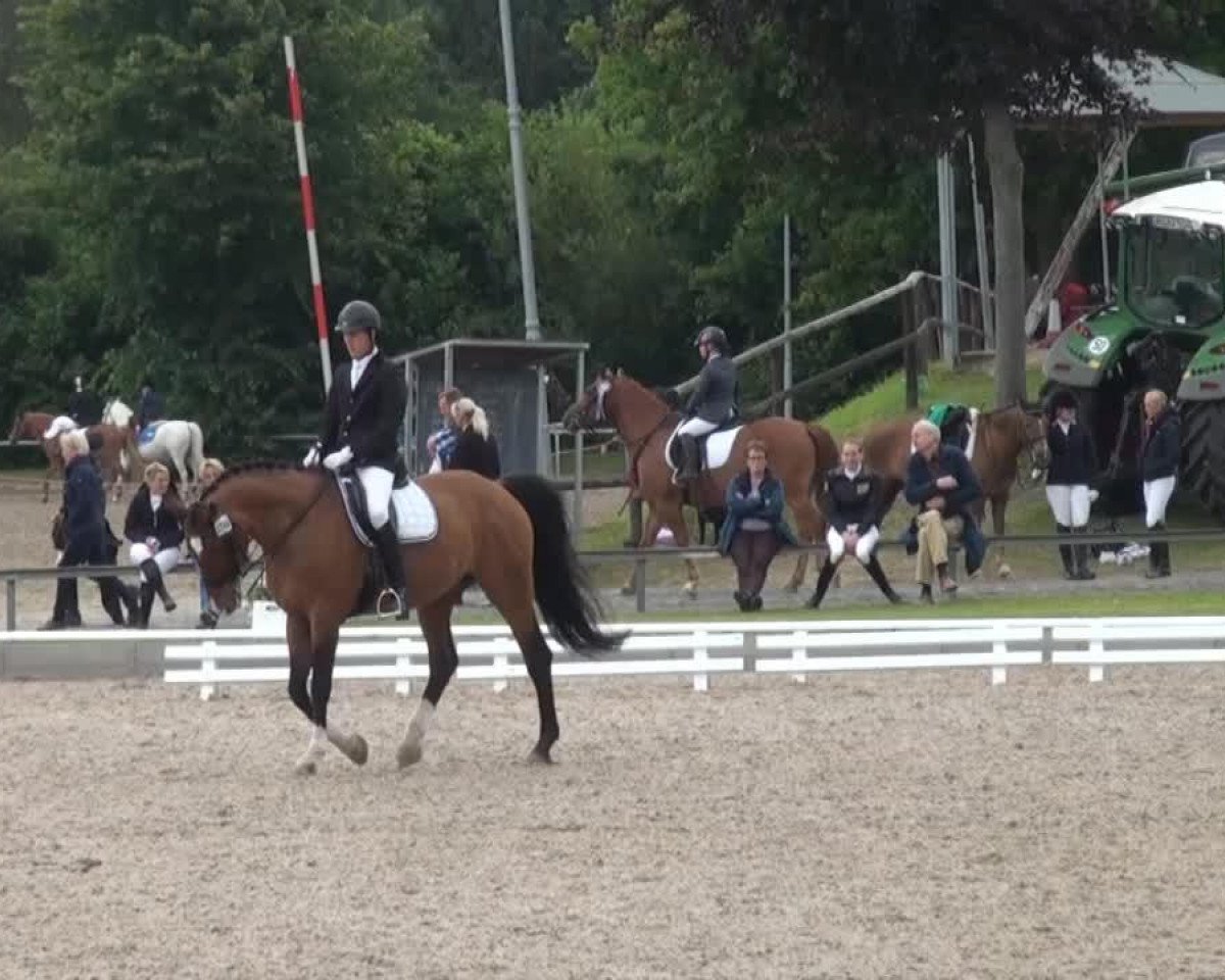 dressage horse Der Sauerländer (Westphalian, 1997, from Der Clou)