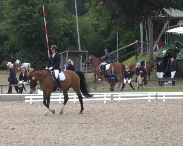 dressage horse Der Sauerländer (Westphalian, 1997, from Der Clou)