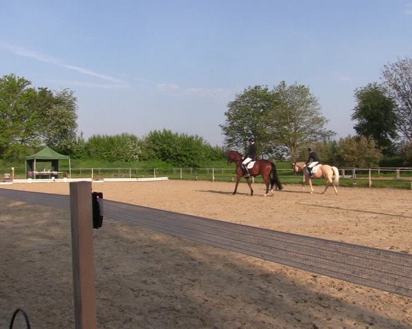 Reitturnier Laer 2021