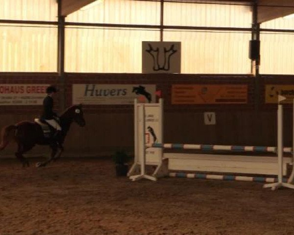 jumper Dorina (German Riding Pony, 1997, from Derengo)