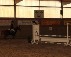 jumper Dorina (German Riding Pony, 1997, from Derengo)