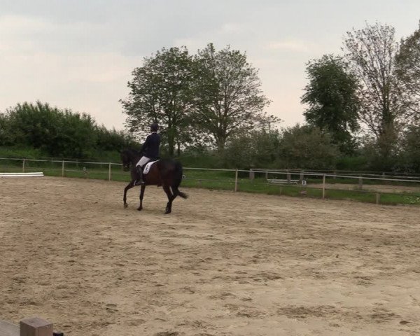 Reitturnier Laer 2021