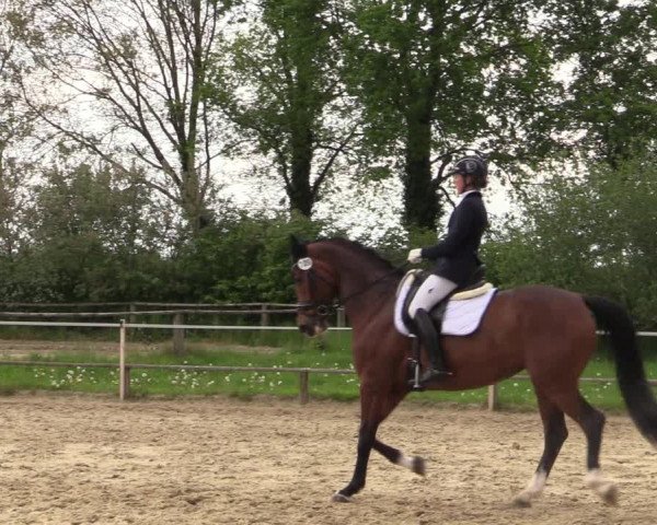 Reitturnier Laer 2021