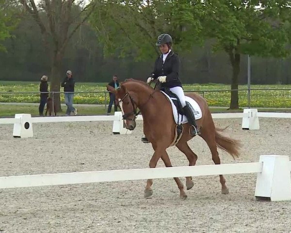 Reitturnier Rot am See- Musdorf 2021