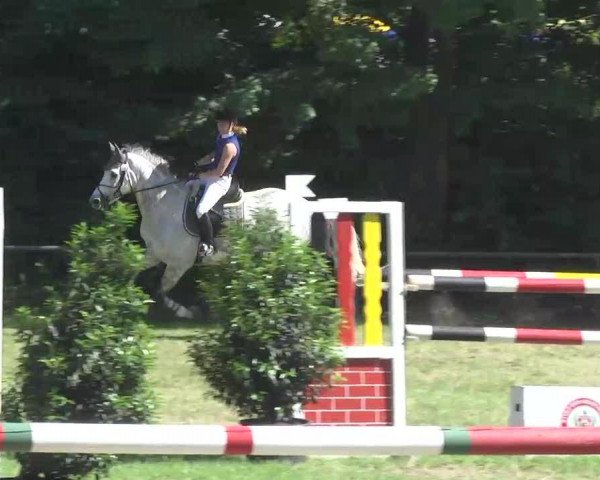 Springpferd Bolero S (Oldenburger Springpferd, 2004, von Baldini I) Springpferd Bolero S (Oldenburger Springpferd, 2004, von Baldini I)