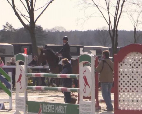 jumper Smilla 46 (Hanoverian, 2005, from Stolzenberg)