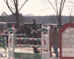 Springpferd Smilla 46 (Hannoveraner, 2005, von Stolzenberg)