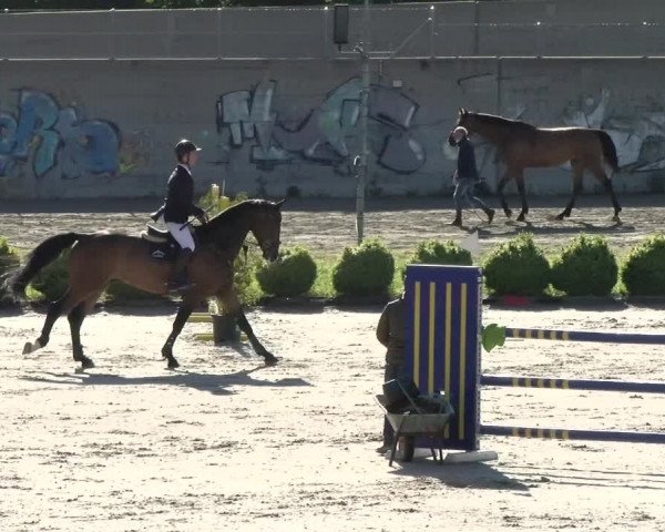 Reitturnier Basel Schänzli 2021