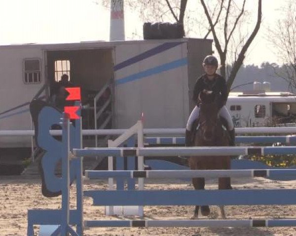 jumper Amadeus 752 (Hanoverian, 2002, from As di Villagana)