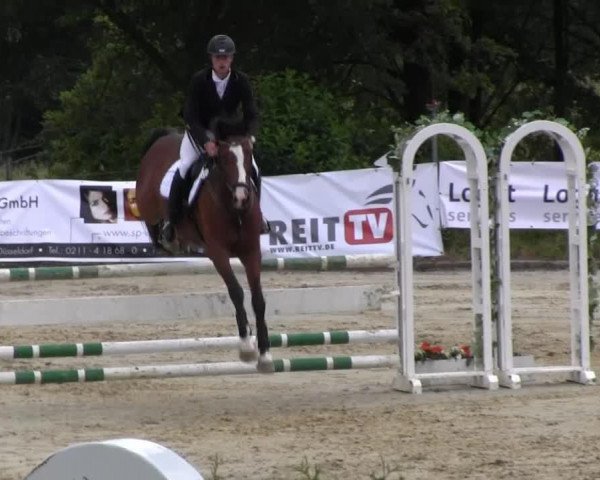 jumper Cristobalito (Holsteiner, 2004, from Corofino II)