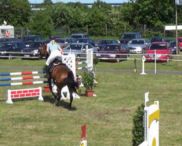 Springpferd Cora 533 (Holsteiner, 2004, von Corofino II)