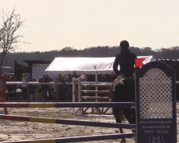 jumper Chevalier 91 (Hanoverian, 2005, from Contendro I) jumper Chevalier 91 (Hanoverian, 2005, from Contendro I)