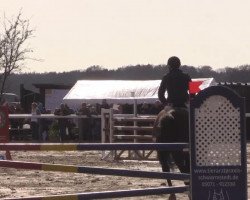 jumper Chevalier 91 (Hanoverian, 2005, from Contendro I)