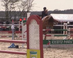 jumper Go For It van de Rostal (Belgian Warmblood, 2006, from Nagano)