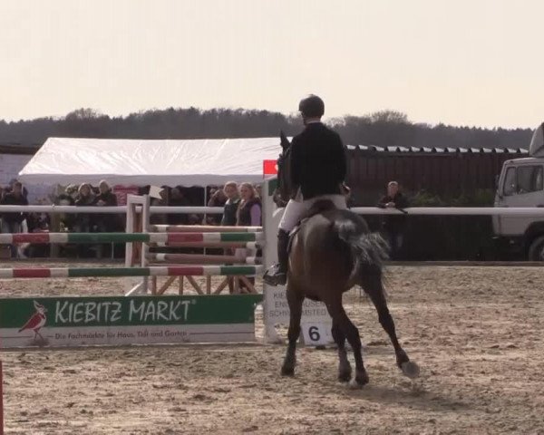 jumper Galando 22 (Hanoverian, 2006, from Geysir)