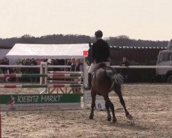 jumper Galando 22 (Hanoverian, 2006, from Geysir)