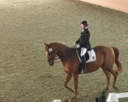 Dressurpferd Prestige 72 (Westfale, 1996, von Philipo)