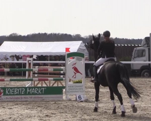 Springpferd Lysanto 5 (Hannoveraner, 2006, von Langer Jan)