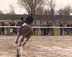 jumper Flavius 53 (Hanoverian, 2007, from For Play)