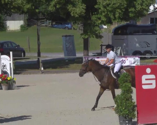 jumper Chin-Chin 10 (Hanoverian, 1999, from Crazy Classic)