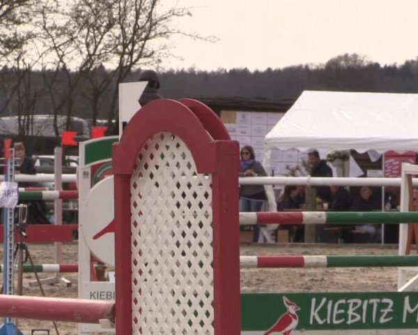 Springpferd Iron 29 (Hannoveraner, 2007, von Iberio)