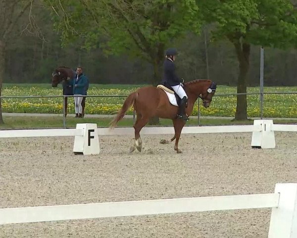 Reitturnier Rot am See- Musdorf 2021