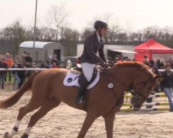 jumper Prinz Paul 14 (Hanoverian, 2008, from Perigueux)