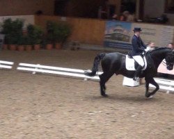 dressage horse Chalinaro (Holsteiner, 2002, from Chalan)