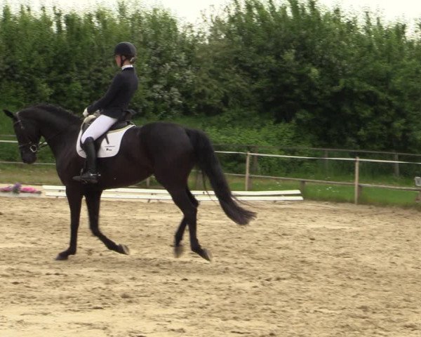Reitturnier Laer 2021