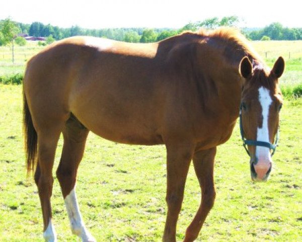 Pferd Epos 19 (Hannoveraner, 1999, von Escudo I)