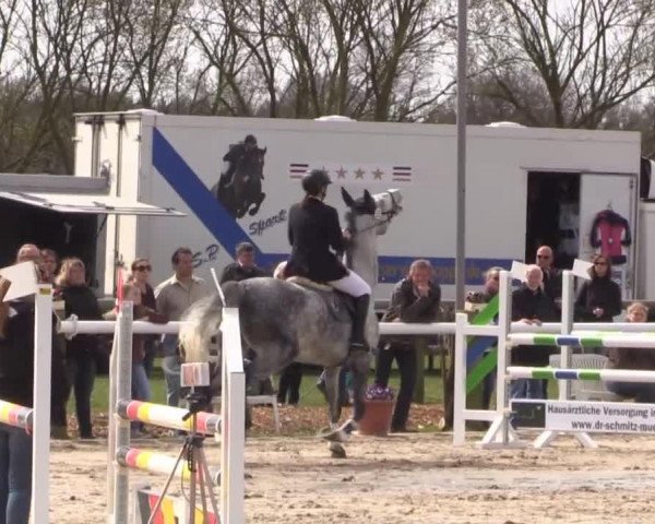 jumper Little Kelly (German Sport Horse, 2007, from Conrad)